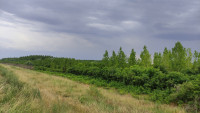 Tamiš Embankment near Sefkerin